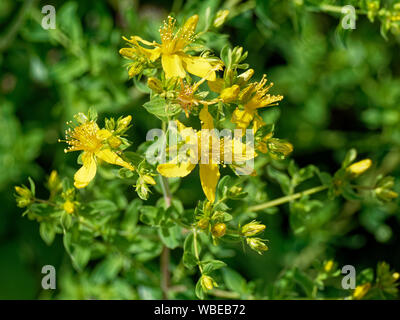 Agrimonia eupatoria, flwers sauvages, UK Banque D'Images