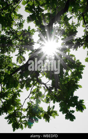 Soleil brillant à travers les arbres Banque D'Images