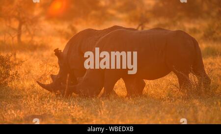 Le rhinocéros blanc (Ceratotherium simum), couple le pâturage dans le rétroéclairage, coucher de soleil, Manyeleti Game Reserve, Afrique du Sud Banque D'Images