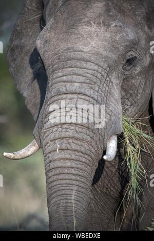 L'éléphant africain (Loxodonta africana) se nourrit d'herbes, Portrait, Klaserie Nature Reserve, Afrique du Sud Banque D'Images