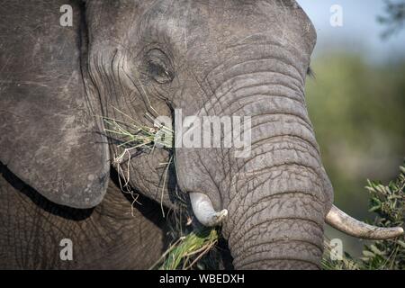 L'éléphant africain (Loxodonta africana) se nourrit d'herbes, Portrait, Klaserie Nature Reserve, Afrique du Sud Banque D'Images