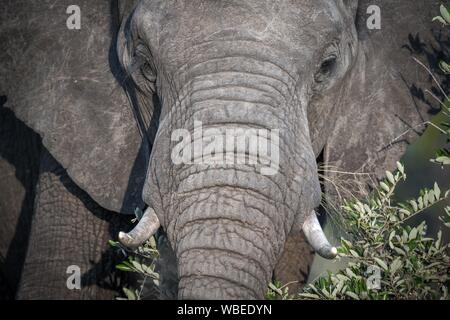 L'éléphant africain (Loxodonta africana) se nourrit d'herbes, Portrait, Klaserie Nature Reserve, Afrique du Sud Banque D'Images