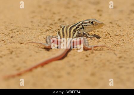 Spiny-footed Acanthodactylus erythrurus Lézard - espèce de lézards de la famille des Lacertidae. L'espèce est endémique au nord-ouest de l'Afrique et de l'Ib Banque D'Images