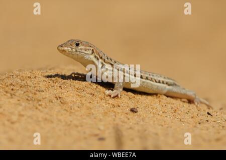 Spiny-footed Acanthodactylus erythrurus Lézard - espèce de lézards de la famille des Lacertidae. L'espèce est endémique au nord-ouest de l'Afrique et de l'Ib Banque D'Images