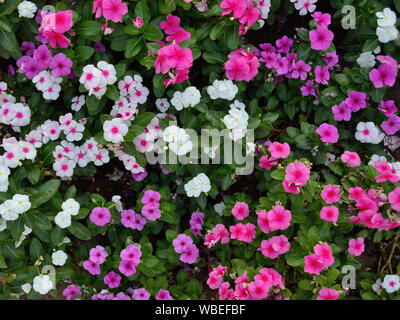 Pétunia coloré fleurs du jardin Banque D'Images