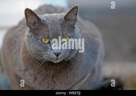 Portrait de chat bleu russe avec de beaux yeux jaunes. Banque D'Images