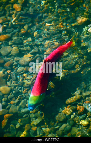 Vue aérienne du saumon rouge ( Oncorhynchus nerka ) nageant dans le ruisseau dans les frayères Banque D'Images