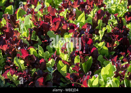 Laitue mesclun poussant dans le jardin de la rivière Minam Lodge dans les montagnes de l'Oregon Wallowa. Banque D'Images