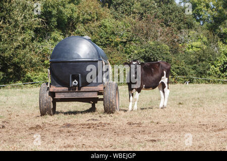 Génisse Holstein près d'un réservoir d'eau remorque dans un champ en Bretagne Banque D'Images