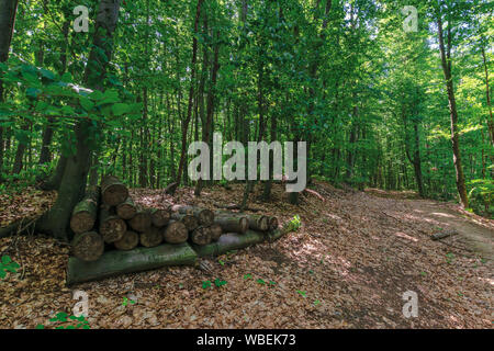 Chemin à travers les forêts primaires de hêtres. Bel été abandonnés. paysages anciens journaux parmi les feuilles tombées Banque D'Images