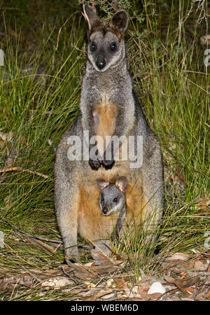 Belle, Wallabia bicolor, avec Joey sur le site du sachet, tant à regarder l'appareil photo de parmi les hautes herbes, à l'état sauvage en Australie Banque D'Images