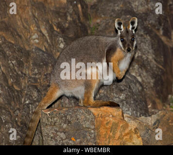 Belle et rare yellow-footed rock wallaby, Petrogale xanthopus, près d'espèces menacées, sur le rocher, regardant la caméra, à l'état sauvage au sud de l'Australie Banque D'Images