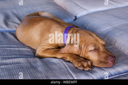Un petit chiot brun ou hongrois Magyar Vizsla devint et son nez, oreilles et pieds de dormir confortablement et se détendre dans un canapé marron Banque D'Images