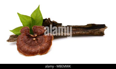 Champignons Lingzhi Ganoderma lucidum et woody plant isolé sur fond blanc Banque D'Images