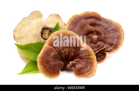 Champignons lingzhi séchées isolé sur fond blanc Banque D'Images