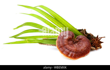 Mise à plat isolé faite de feuilles de palmiers tropicaux sur fond blanc pur Stock Photography Banque D'Images