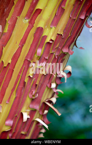 Sehenswerter Stamm des Erdbeerbaum (Arbutus andrachne), Botanischer Garten, Köln, Nordrhein-Westfalen, Deutschland Banque D'Images