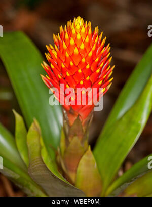 De superbes couleurs vives et de fleurs rouges et jaunes, les bractées et les feuilles vert émeraude de broméliacées Guzmania conifera Banque D'Images