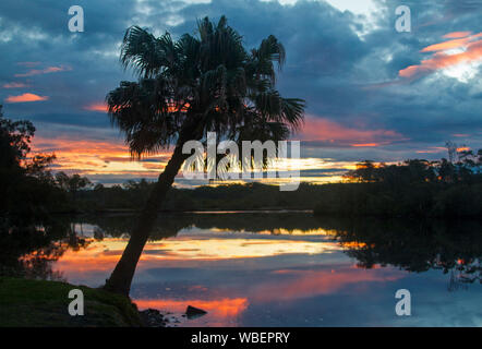 Palm tree silhouetted against sky au coucher du soleil avec des nuages, ciel & rivière arbres se reflétant dans les eaux calmes de la rivière Myall dans NSW Australie Banque D'Images