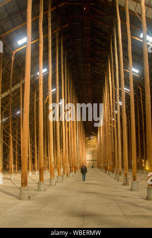 L'intérieur imposant de massive & patrimoine unique répertorié stick hangar avec homme éclipsé par forêt de bois énorme prend en charge, ancien hangar de stockage de céréales l'Australie Banque D'Images