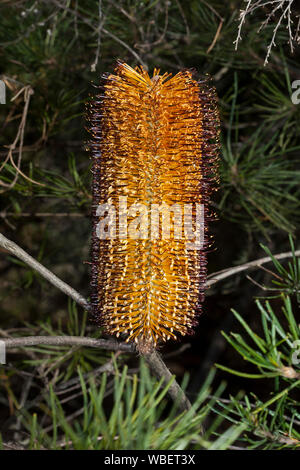 Grand Golden Orange Fleur de Banksia Banksia spinulosa, épingle, fleurs sauvages de l'Australie contre l'arrière-plan de feuillage vert émeraude Banque D'Images