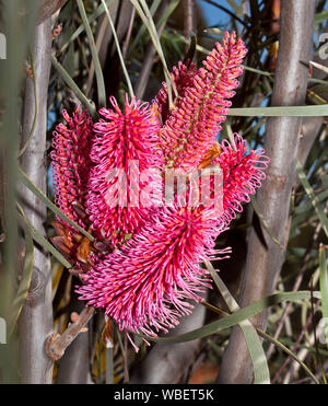 Grappe de profonde spectaculaire rose / fleurs rouges et feuillage vert de Hakea hakea francisiana, herbe Feuilles - fleurs sauvages de l'Australie Banque D'Images