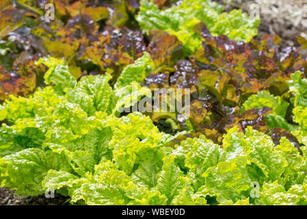 La laitue frisée croissant dans le jardin de la rivière Minam Lodge dans les montagnes de l'Oregon Wallowa. Banque D'Images