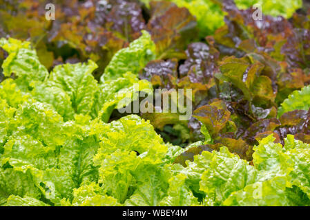 La laitue frisée croissant dans le jardin de la rivière Minam Lodge dans les montagnes de l'Oregon Wallowa. Banque D'Images