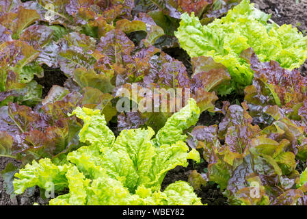 La laitue frisée croissant dans le jardin de la rivière Minam Lodge dans les montagnes de l'Oregon Wallowa. Banque D'Images