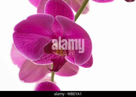 Un studio photo de belles fleurs orchidée pourpre contre un fond blanc lumineux. Banque D'Images