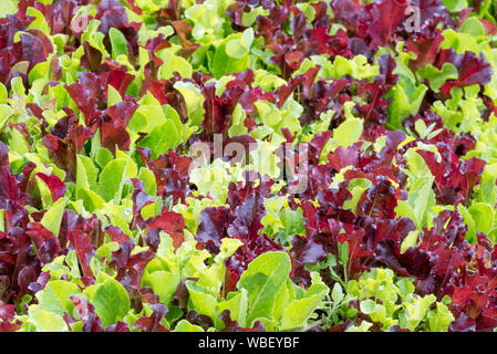 Laitue mesclun poussant dans le jardin de la rivière Minam Lodge dans les montagnes de l'Oregon Wallowa. Banque D'Images