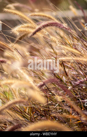 Libre de belles fleurs de Pennisetum alopecuroides doux Banque D'Images