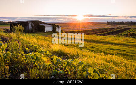 L'été chaud coucher de soleil sur l'humble ferme et shanty dans la région de terre battue de Pine Island, New York