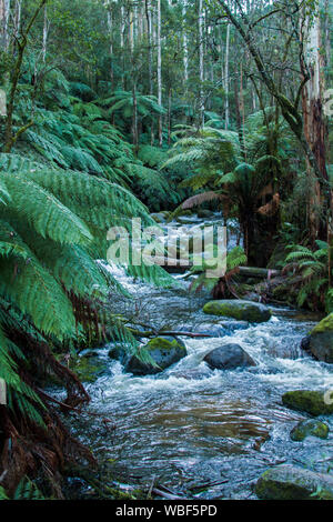Forêt d'eucalyptus avec sous-bois de fougères arborescentes avec feuillage vert vif et rapide sur les roches moussues éclaboussures d'eau en Australie Banque D'Images
