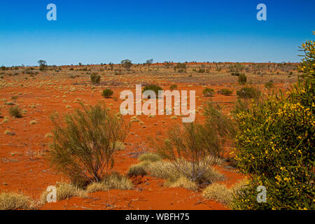 Australian Outback paysage avec des touffes de spinifex et herbe sèche des arbustes bas sur le sol de sable rouge dans le cadre de ciel bleu dans l'ouest du Queensland Banque D'Images