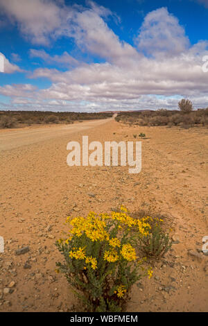 Route menant à travers des paysages arides de l'outback australien au cours de la sécheresse avec bouquet de fleurs solitaires jaune en fleurs en premier plan under blue sky Banque D'Images