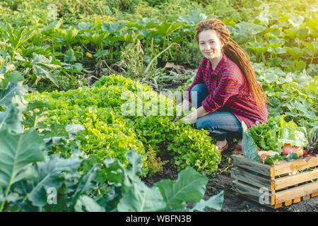 Jeune femme agronome agriculteur recueille des légumes frais et vert laitue dans le jardin. Les matières premières organiques produits cultivés sur une batterie d'origine Banque D'Images