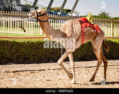 Dubaï, Émirats arabes unis, Mar 21, 2018 - Camel s'exécute en voie d'être formés à la race avec petit robot jockey sur le dos Banque D'Images