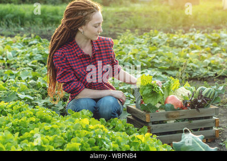 Jeune femme agronome agriculteur recueille des légumes frais et vert laitue dans le jardin. Les matières premières organiques produits cultivés sur une batterie d'origine Banque D'Images