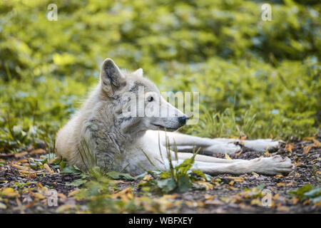 Le loup blanc se trouve sur l'herbe dans le profil Banque D'Images