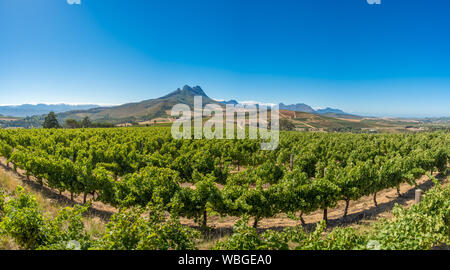 Magnifique paysage de vignobles du Cap, région viticole en Afrique du Sud Banque D'Images