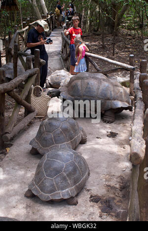 Tortoiseson Aldabra géant Prison Island (Zanzibar), qui trouve son origine à partir de 1919 aux Seychelles Banque D'Images