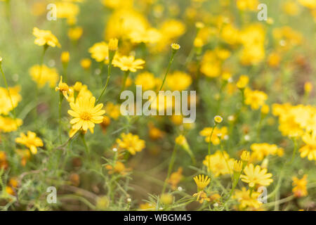 Beautuful champ de fleurs marguerite jaune motif fleur. Banque D'Images