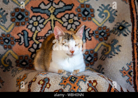 Vieux chat tricolore avec point rouge sur le nez se reposant sur un tapis Banque D'Images