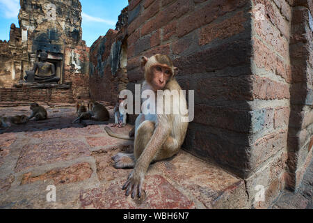 Portrait d'un singe à l'impressionnant temple Khmer era, Phra Prang Sam Yod, à Lopburi, Thaïlande. Banque D'Images