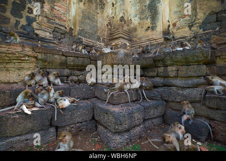 Quelques-uns des nombreux monkees traîner à l'impressionnant temple Khmer era, Phra Prang Sam Yod, à Lopburi, Thaïlande. Banque D'Images