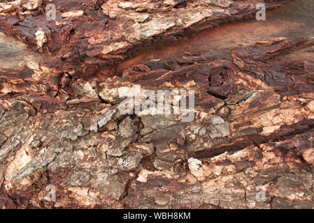 Brow l'écorce des arbres, de texture rugueuse de l'écorce des arbres avec des fissures Banque D'Images