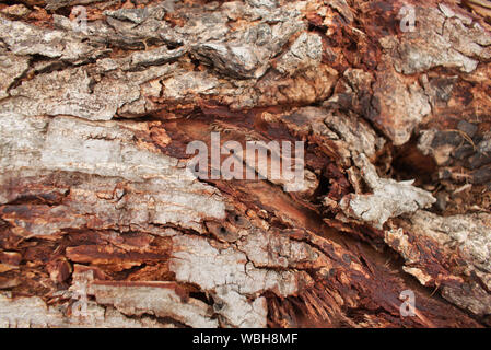 Brow l'écorce des arbres, de texture rugueuse de l'écorce des arbres avec des fissures Banque D'Images