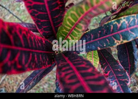 Croton lumineuse et colorée laisse libre. Banque D'Images