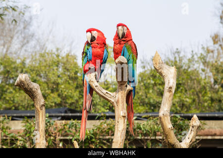 Parrot oiseaux dans le zoo sur la branche d'arbre Banque D'Images